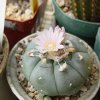 Lophophora_williamsii_7